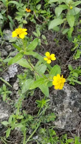 Foto dokumenter Melampodium longipilum