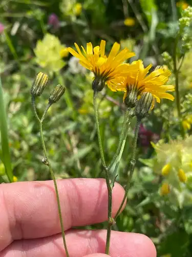 Foto dokumenter Crepis mollis