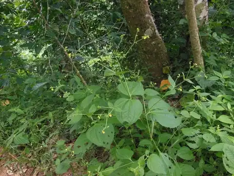 Foto dokumenter Milleria quinqueflora