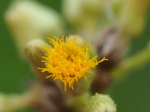 Foto dokumenter Blumea balsamifera