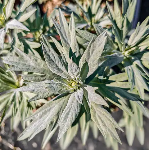 Tunas muda Artemisia ludoviciana kultivar 'Valerie Finnis'.
