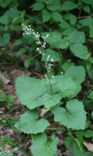Foto dokumenter Adenocaulon himalaicum