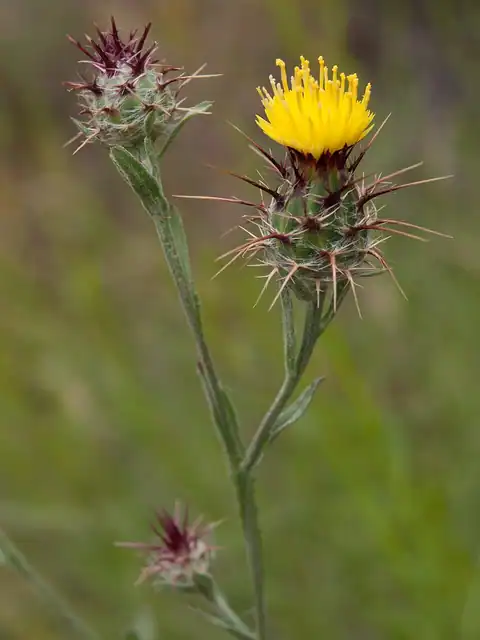 Foto dokumenter Centaurea melitensis