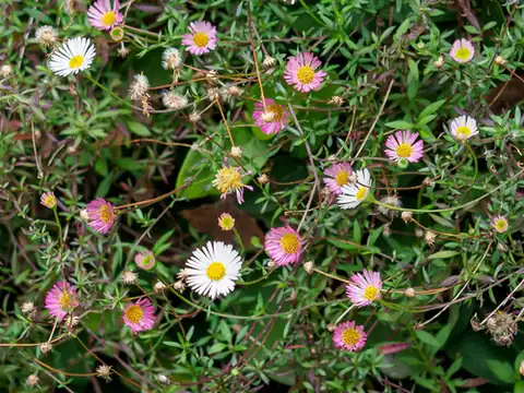 Foto dokumenter Erigeron karvinskianus