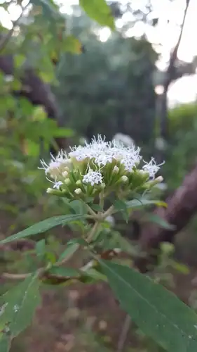 Foto dokumenter Stevia subpubescens