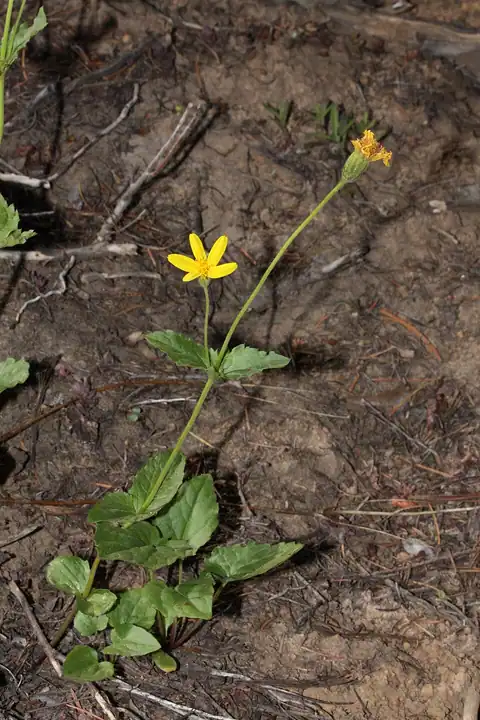 Foto dokumenter Arnica latifolia
