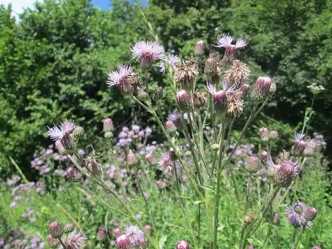 Foto dokumenter Cirsium arvense