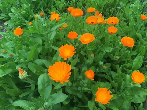 Foto dokumenter Calendula officinalis