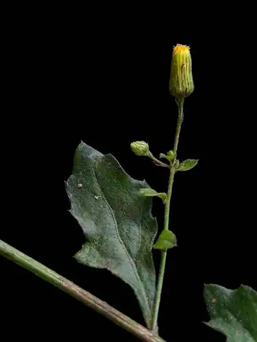 Foto dokumenter Blumea virens