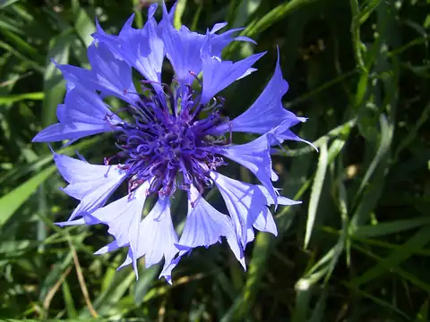 Foto dokumenter Centaurea cyanus