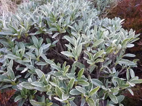 Foto dokumenter Brachyglottis adamsii