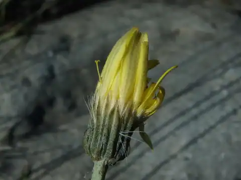 Foto dokumenter Tolpis staticifolia