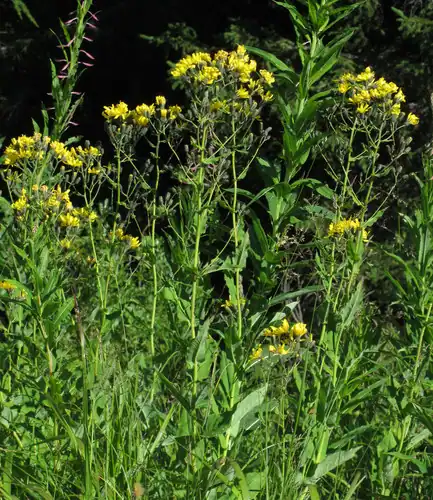 Foto dokumenter Hieracium prenanthoides