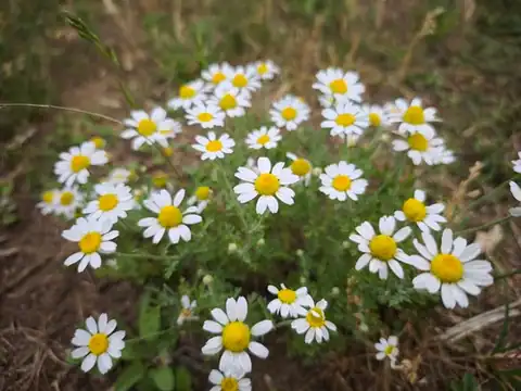 Foto dokumenter Anthemis arvensis