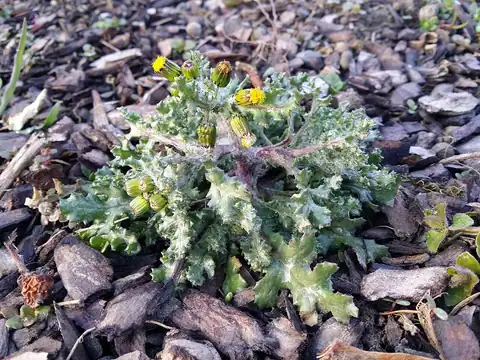 Foto dokumenter Senecio vulgaris