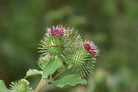 Foto dokumenter Arctium nemorosum