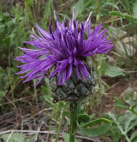 Foto dokumenter Centaurea scabiosa