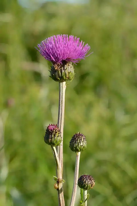 Foto dokumenter Cirsium heterophyllum