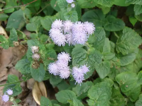 Foto dokumenter Ageratum conyzoides