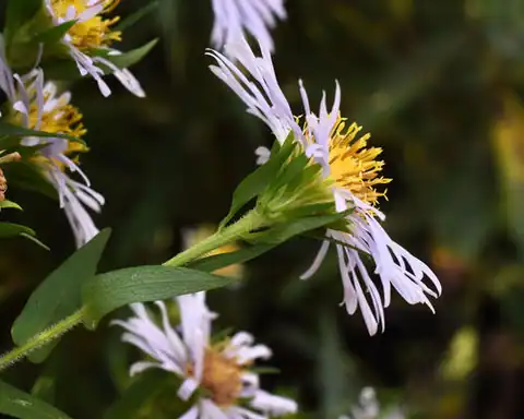 Foto dokumenter Symphyotrichum firmum