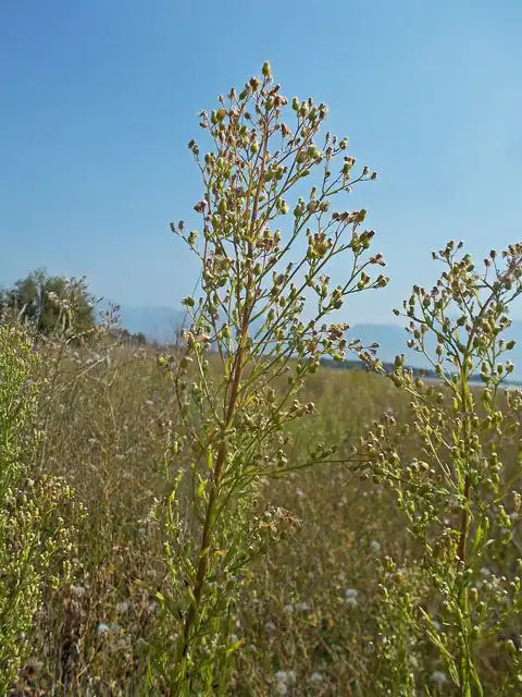 Foto dokumenter Erigeron canadensis