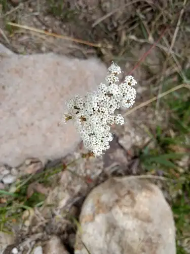 Foto dokumenter Stevia lucida