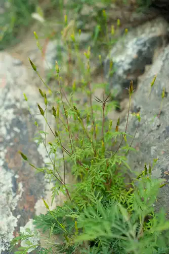 Foto dokumenter Bidens parviflora