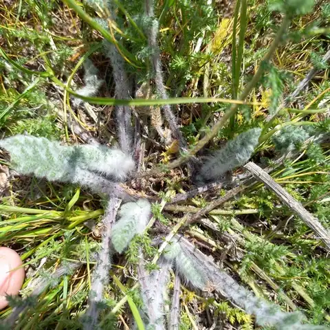 Foto dokumenter Pseudohandelia umbellifera