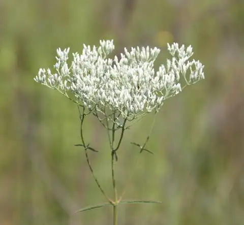 Foto dokumenter Eupatorium leucolepis