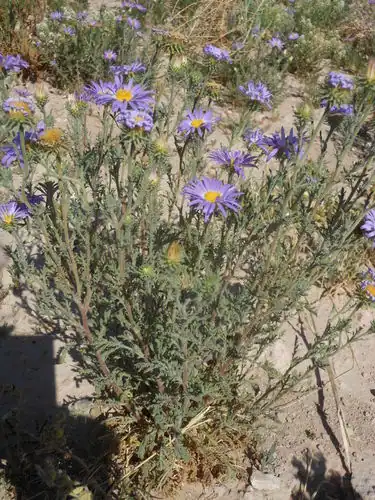 Foto dokumenter Machaeranthera tanacetifolia