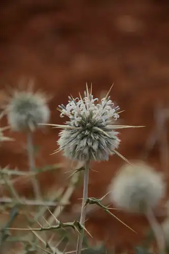 Foto dokumenter Echinops echinatus