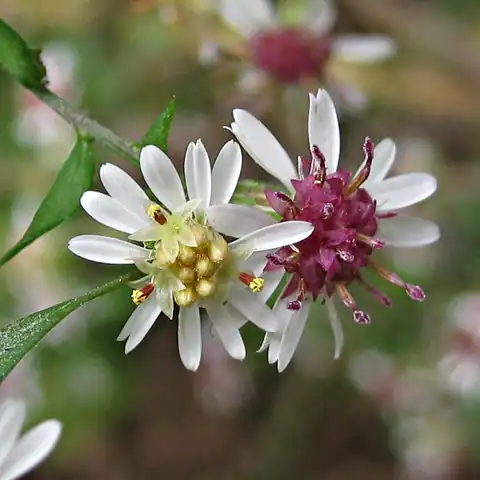Foto dokumenter Symphyotrichum lateriflorum