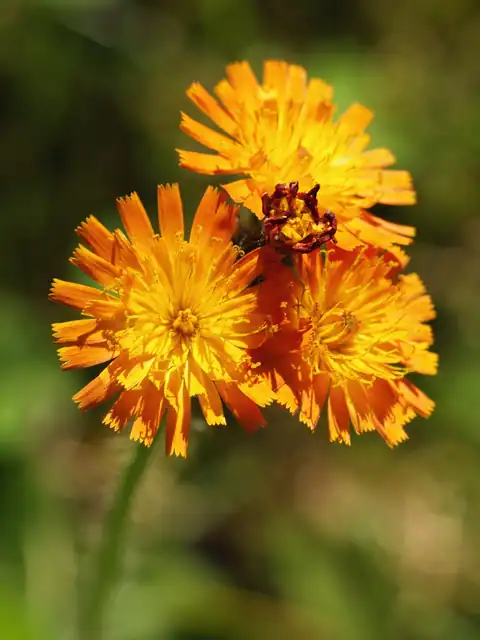 Foto dokumenter Pilosella aurantiaca