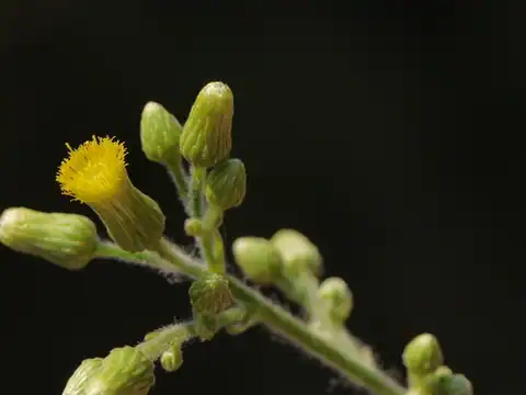 Foto dokumenter Blumea lanceolaria