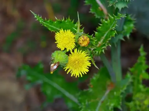 Foto dokumenter Sonchus asper