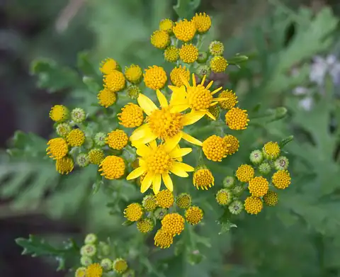 Foto dokumenter Jacobaea vulgaris