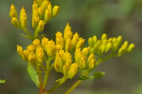 Foto dokumenter Flaveria linearis
