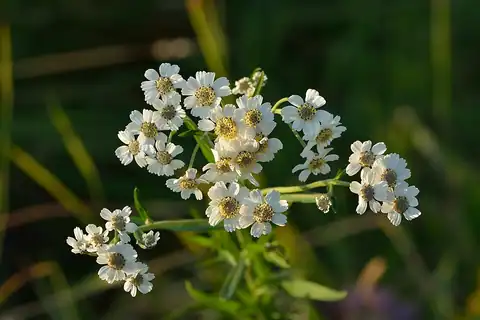 Foto dokumenter Achillea ptarmica