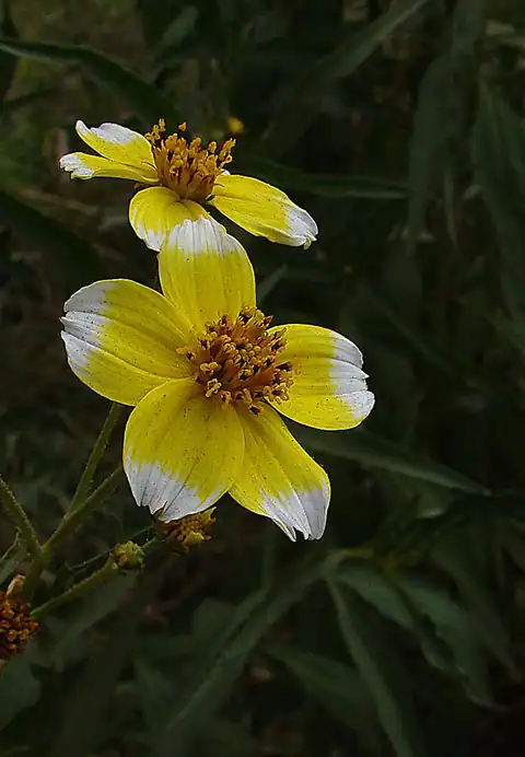 Foto dokumenter Bidens aurea