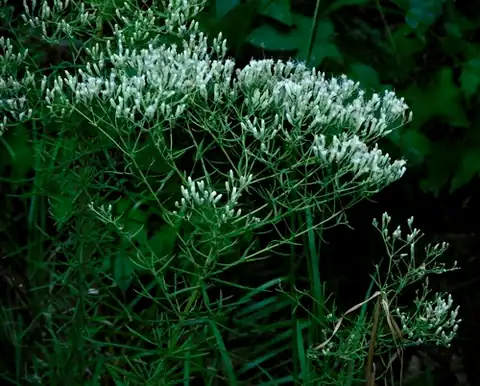 Foto dokumenter Eupatorium hyssopifolium