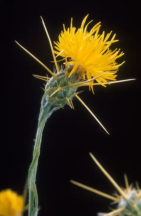 Foto dokumenter Centaurea solstitialis