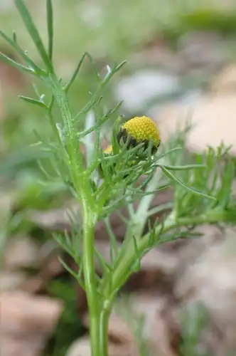 Foto dokumenter Matricaria aurea