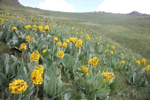 Foto dokumenter Ligularia alpigena