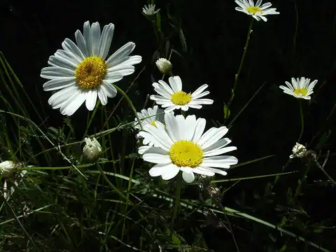 Foto dokumenter Leucanthemum vulgare