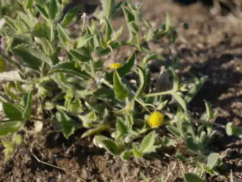 Foto dokumenter Blumea oxyodonta