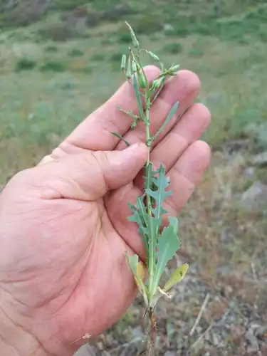 Foto dokumenter Lactuca undulata