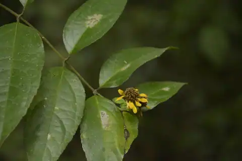 Foto dokumenter Otopappus scaber