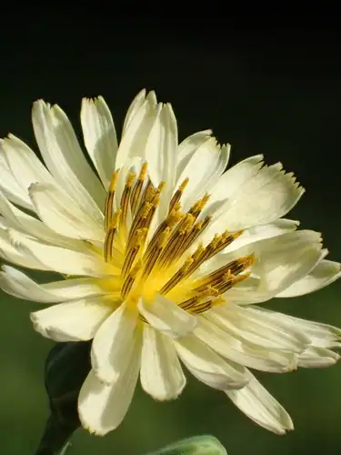 Foto dokumenter Lactuca indica