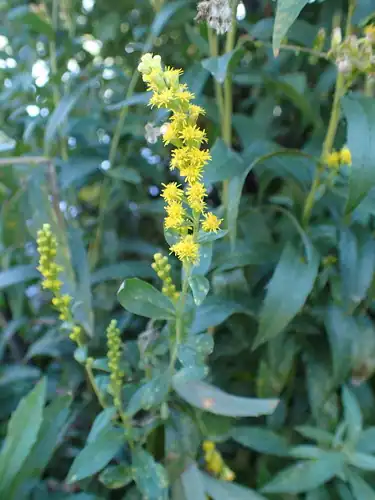 Foto dokumenter Solidago elongata