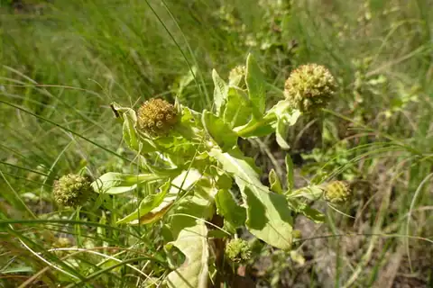 Foto dokumenter Sphaeranthus africanus